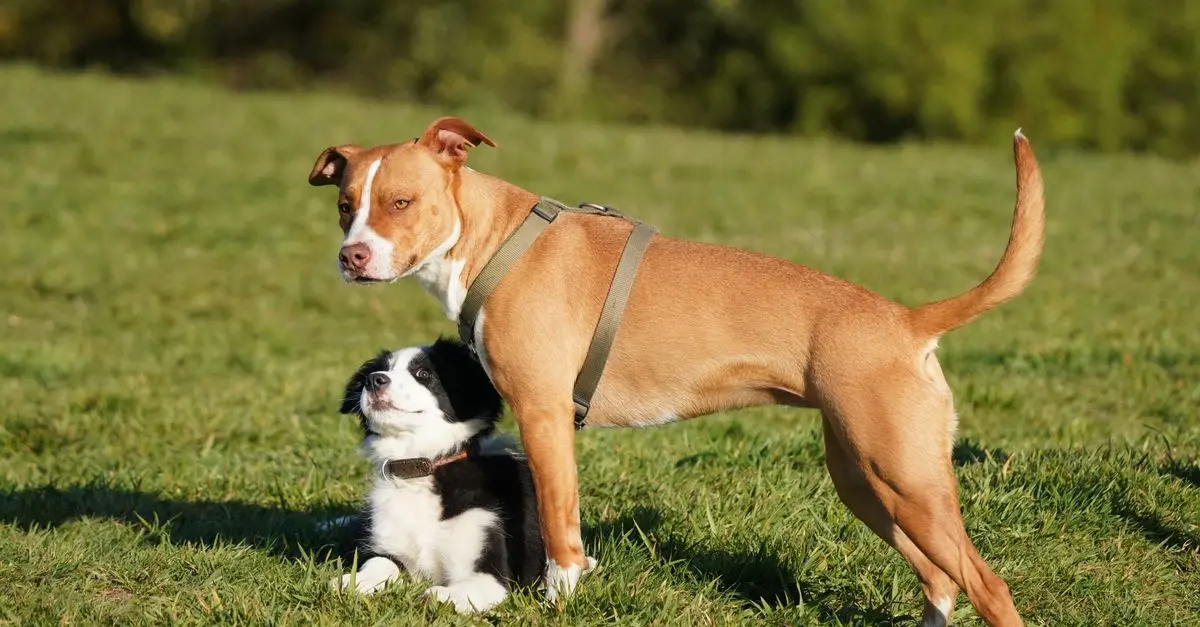 10 Fun Outdoor Activities to Enjoy with Your Pets