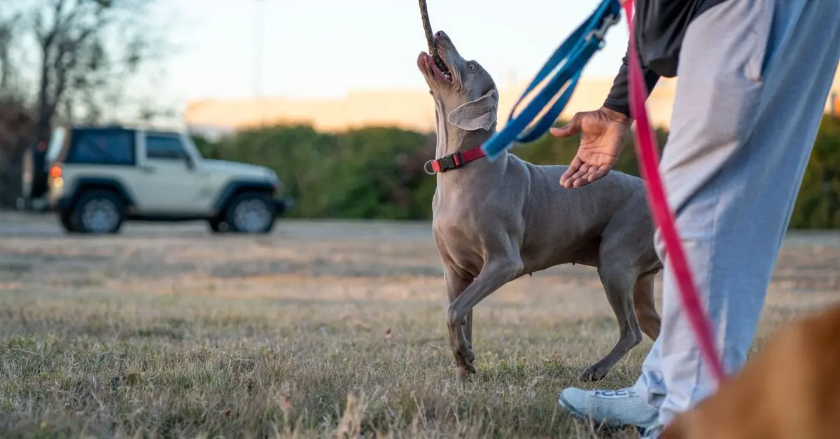 Dog Training Tips for Beginners