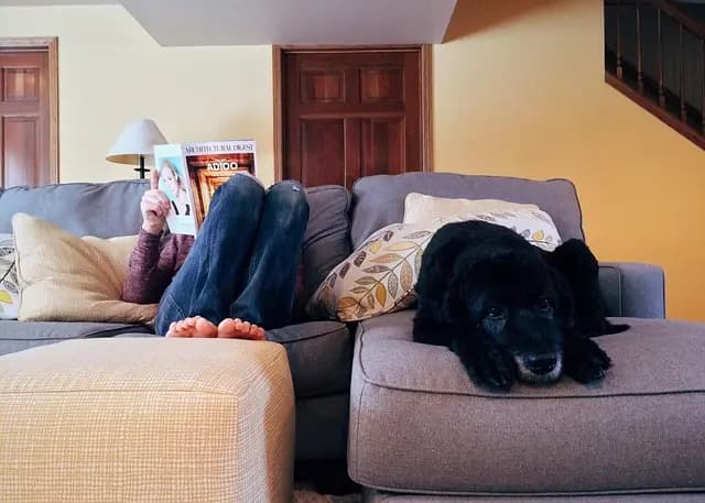 How to Create the Perfect Pet-Friendly Home
