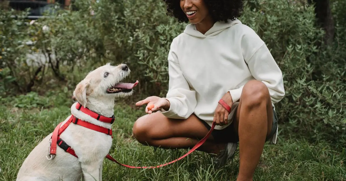 Guidelines for Training Older Dogs