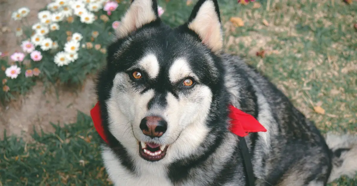 The Benefits of Keeping a Pet-Friendly Garden