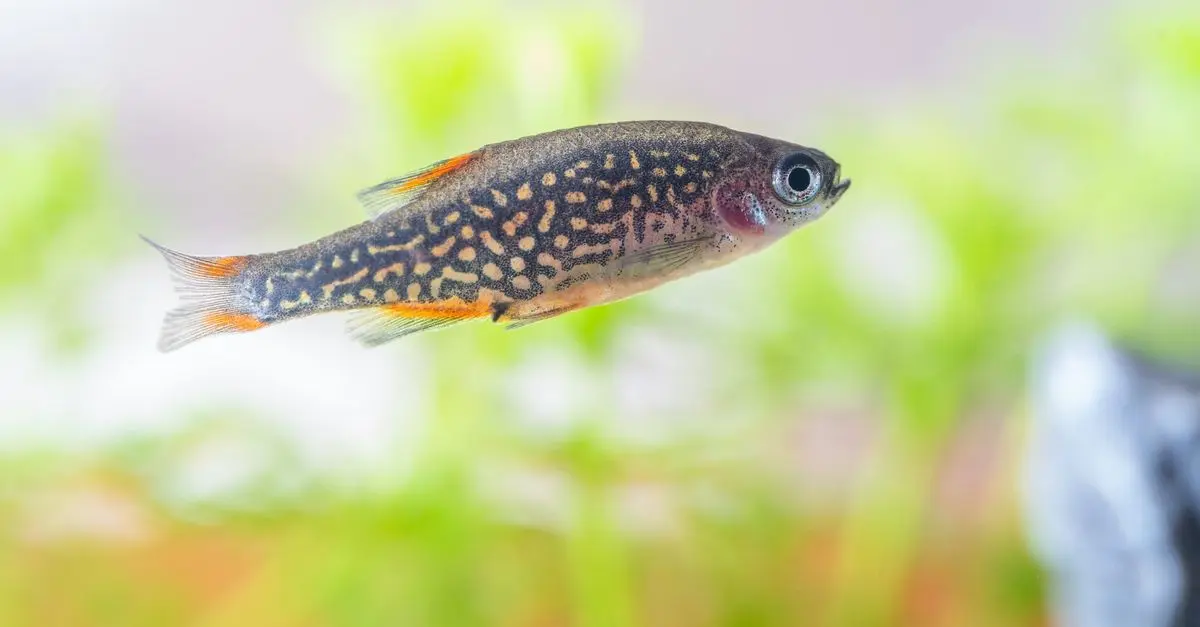 Choosing the Right Fish Tank for Beginners