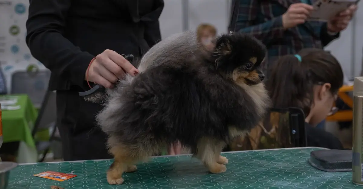How to Groom Your Pet Like a Pro