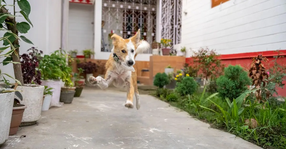 The Best Ways to Enrich Your Pet's Life at Home