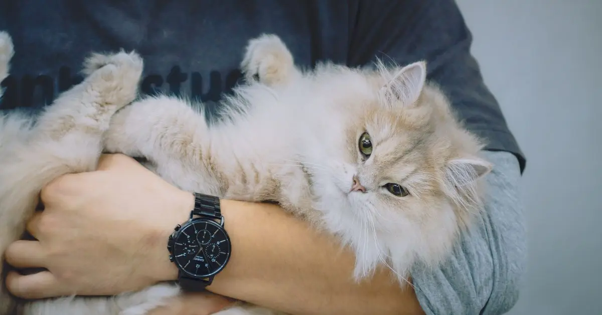 Luxury Pet Hotels: Are They Worth It?