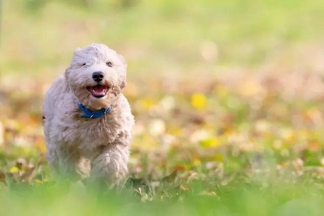 Top Tips for Enriching Your Pet’s Life with Activities