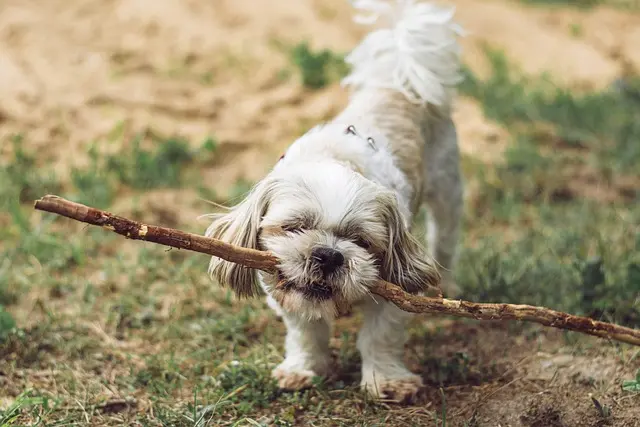 Top 10 Must-Know Tips for First-Time Pet Owners