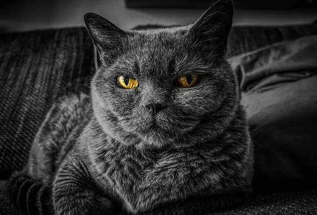 How to Create the Ultimate Pet Care Routine for Your Furry Friends