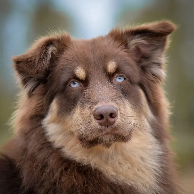 Common Health Issues in Pets: Prevention and Care