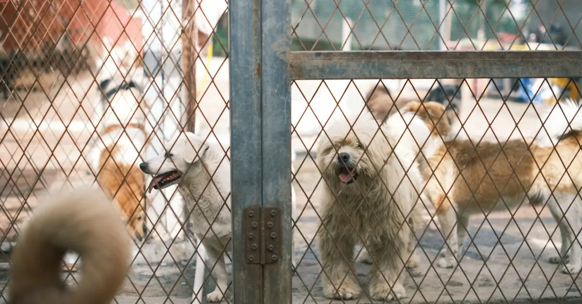 Pet Adoption: Understanding the Process