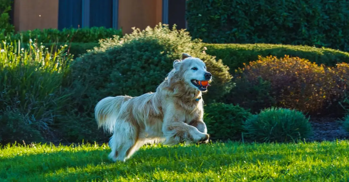 How to Create an Engaging Routine for Your Pets