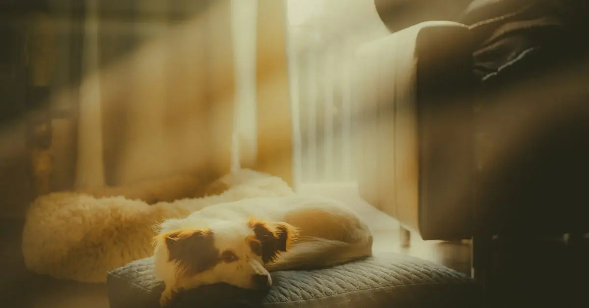 Understanding Pet Anxiety: Signs and Solutions for Your Pets