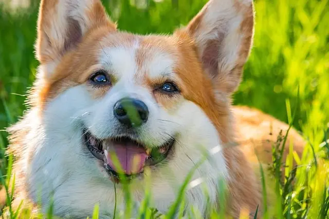 Essential Tips for Creating a Multi-Pet Household Harmony