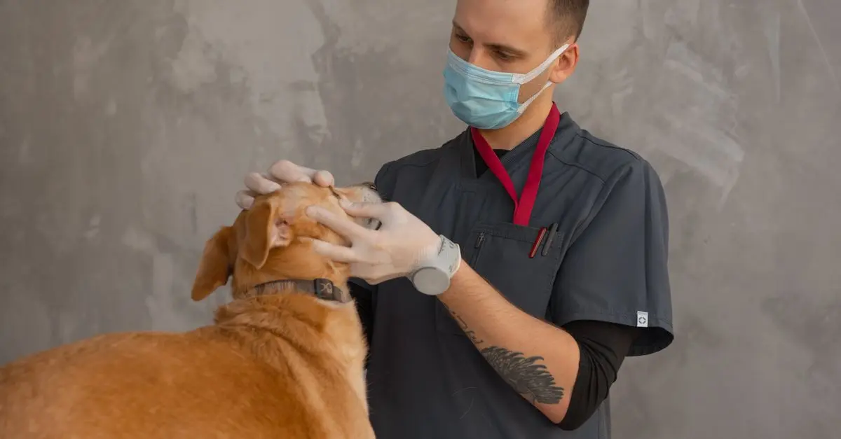 10 Benefits of Regular Vet Checkups for Your Pets
