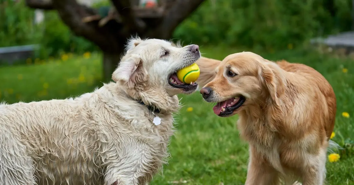 Essential Guide to Enhancing Your Pet's Quality of Life