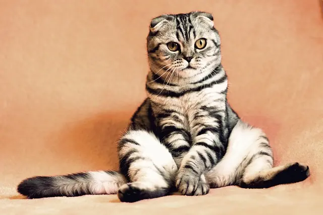 10 Fun Activities to Enjoy with Your Pets at Home