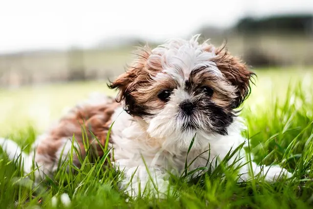 10 Creative Ways to Bond with Your Pets