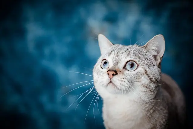 10 Must-Have Products for Pet Lovers