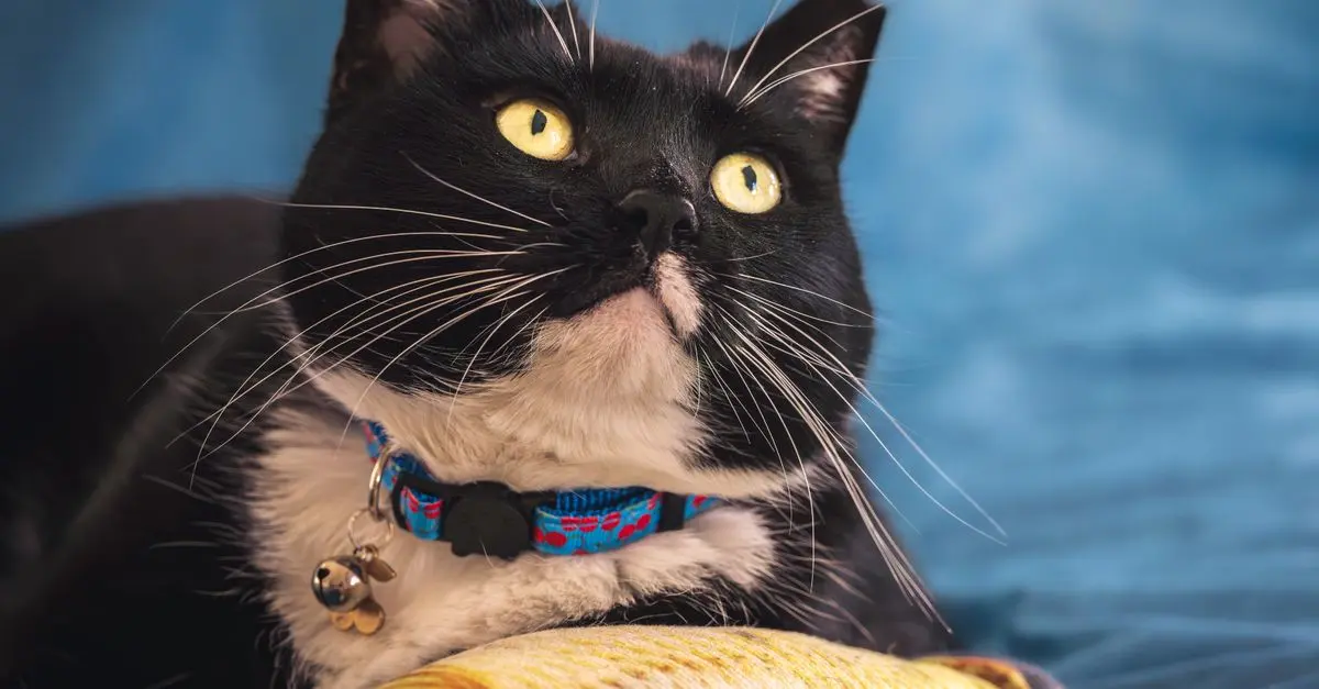 How to Choose the Best Pet Accessories for Your Furry Friend