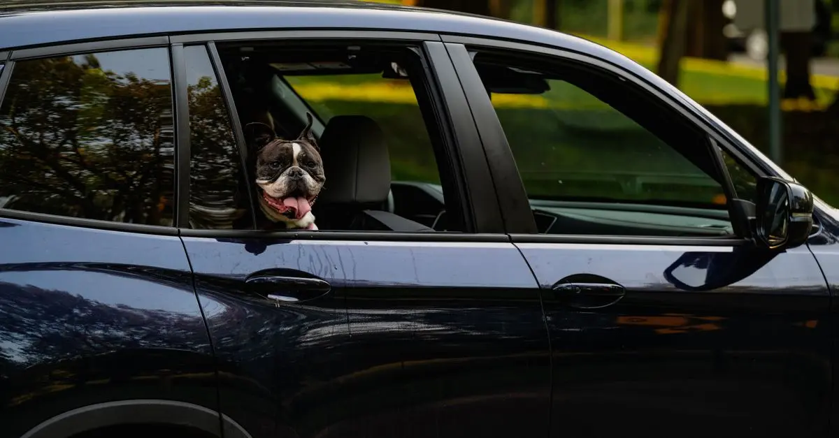 How to Travel with Pets Safely