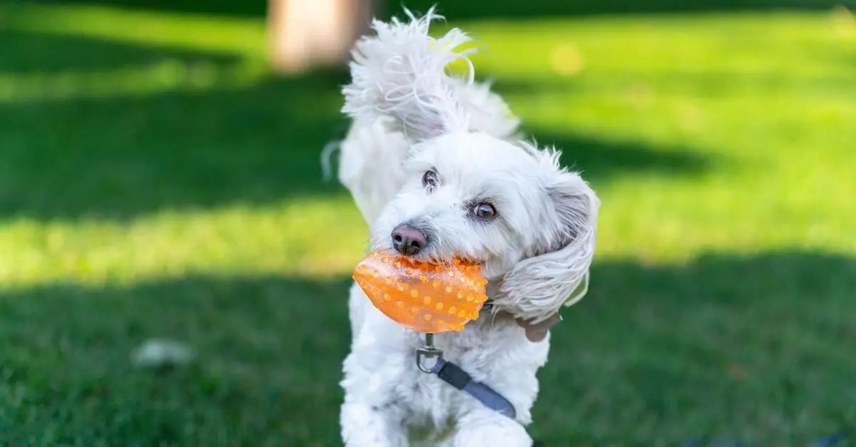 10 Creative Ways to Enrich Your Pet's Life at Home
