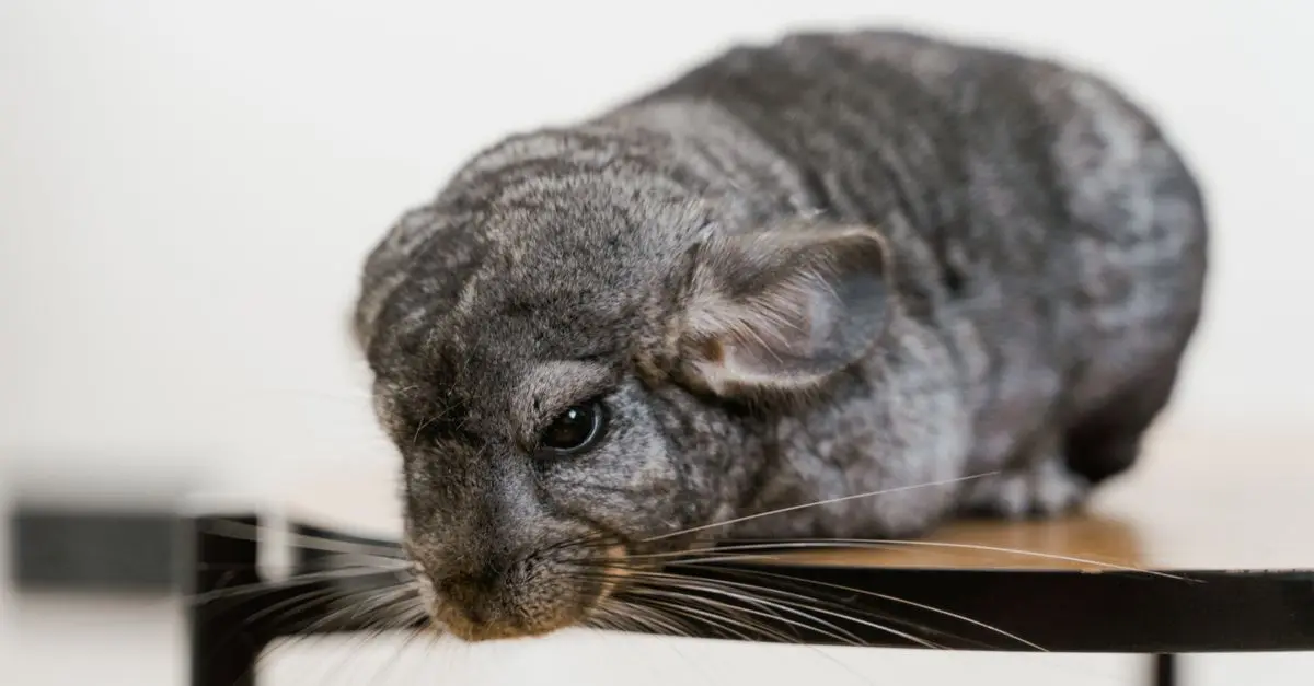 Exotic Pets: What You Need to Know