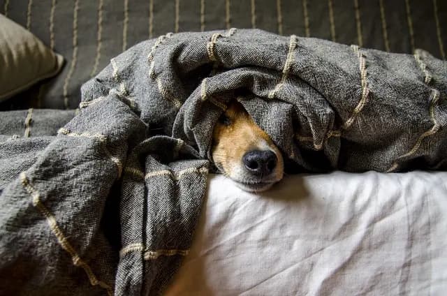 7 Essential Tips for Traveling with Your Pets Safely