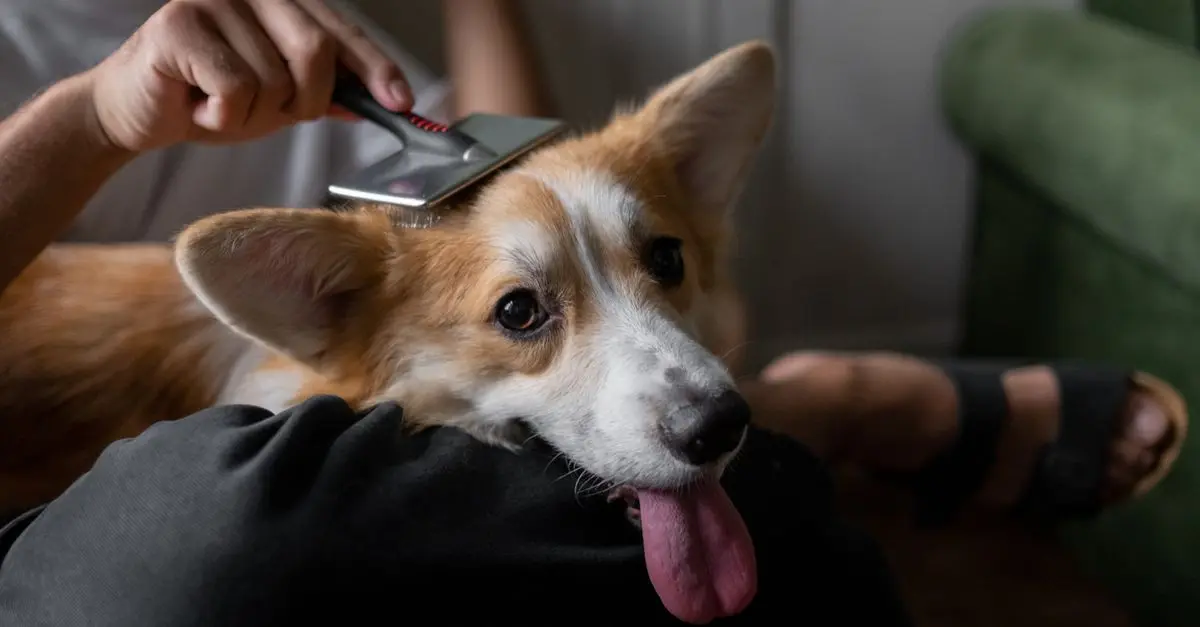 Top 10 Pet Care Myths Debunked for New Pet Owners