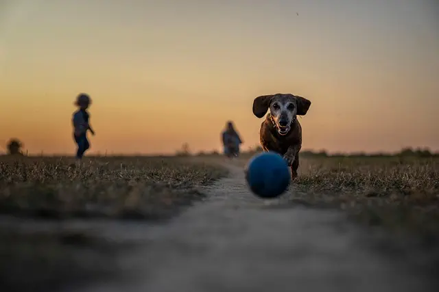 10 Must-Know Tips for Building a Strong Bond with Your Pet