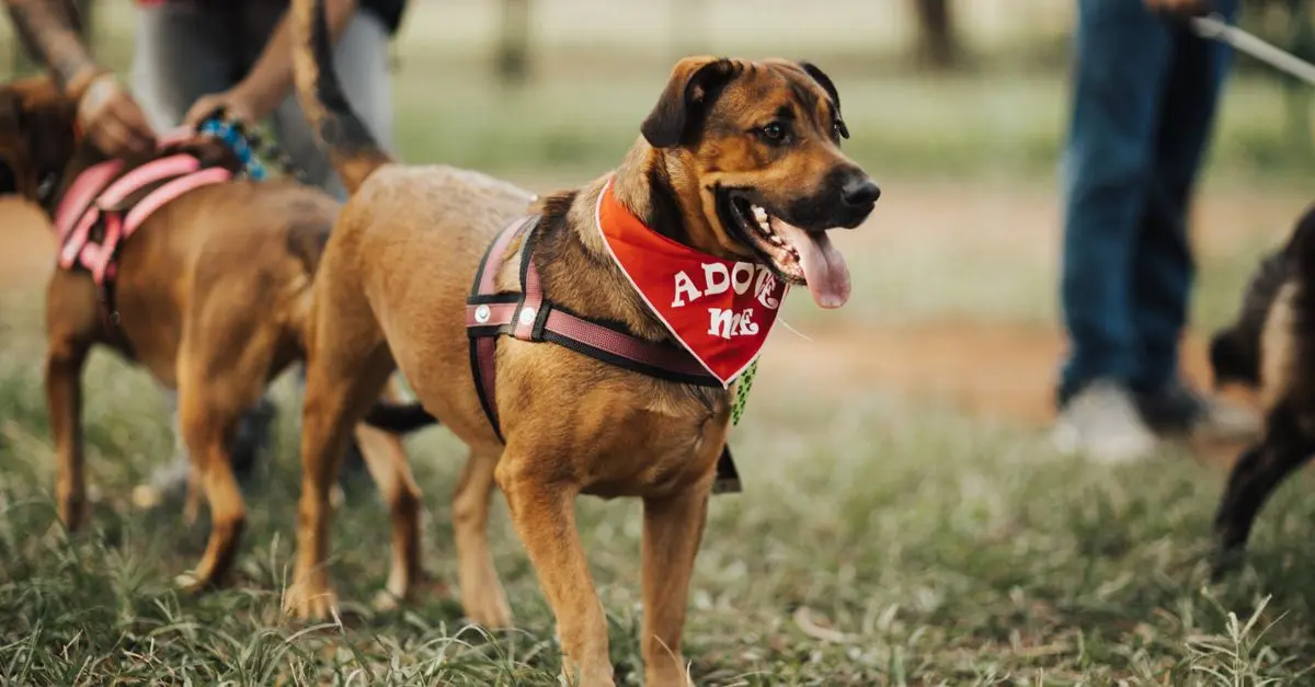 10 Essential Tips for Starting a Pet Adoption Journey