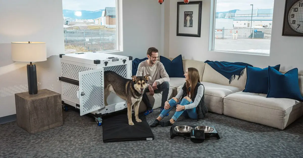 The Best Pet Accessories to Buy