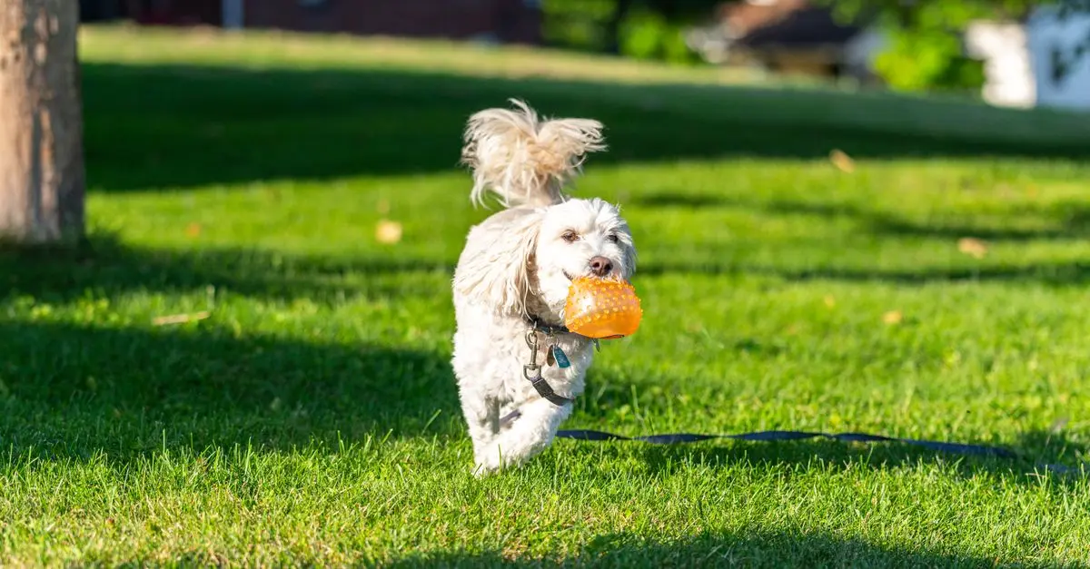 10 Essential Tips for Caring for Your Furry Friends