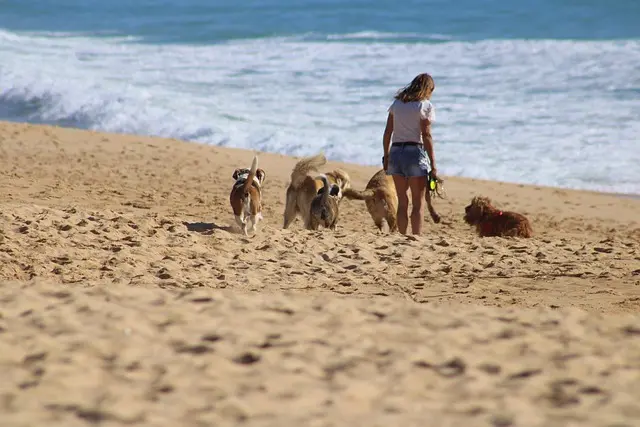 5 Key Benefits of Adopting a Senior Pet