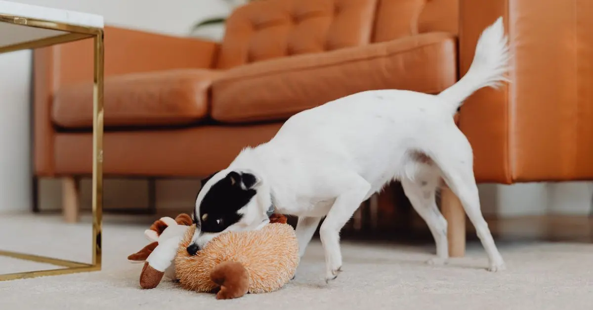 10 Tips for Creating a Safe Environment for Your Pets