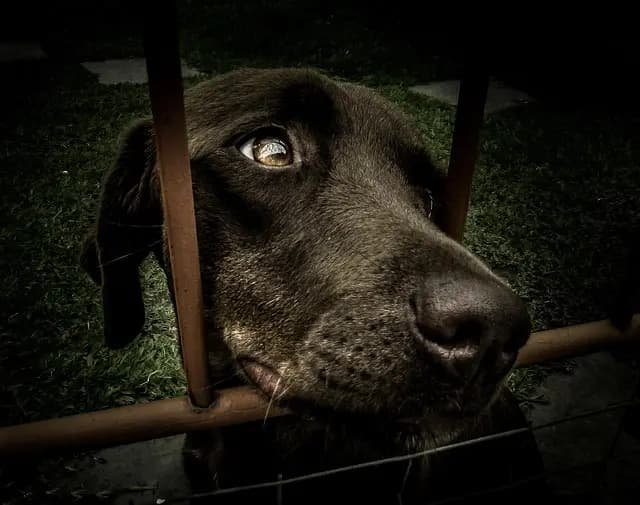 Top 5 Benefits of Adopting a Senior Pet