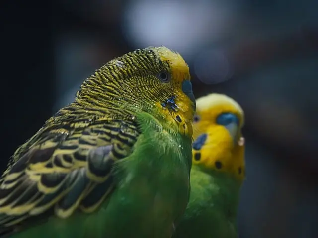 Maintaining a Safe Environment for Exotic Pets