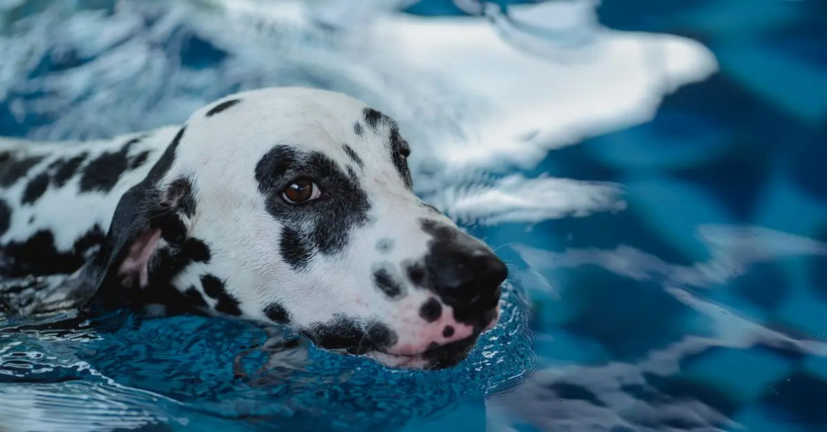 Understanding the Benefits of Pet Hydrotherapy
