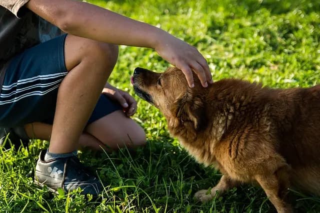 Top 10 Must-Have Pet Products for Every Pet Owner