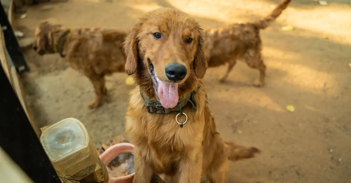 The Environmental Impact of Pet Food Production