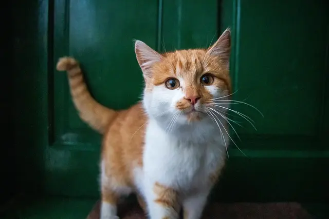 How to Create a Stress-Free Environment for Your Pets