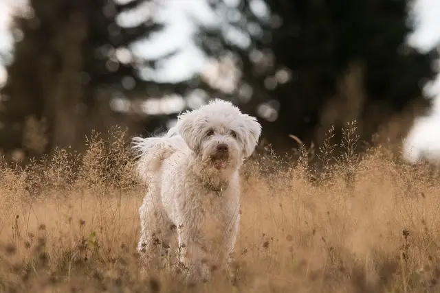 The Essential Guide to Pet Socialization for Happy Animals