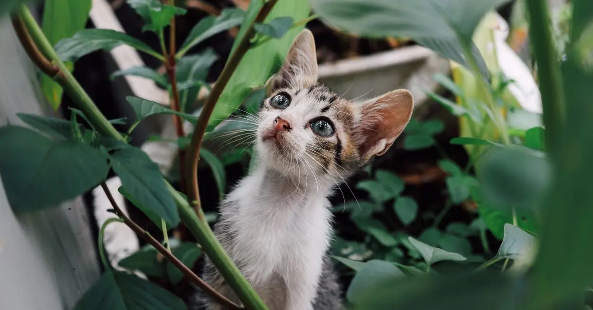 How to Create a Pet-Friendly Garden for Your Furry Friends