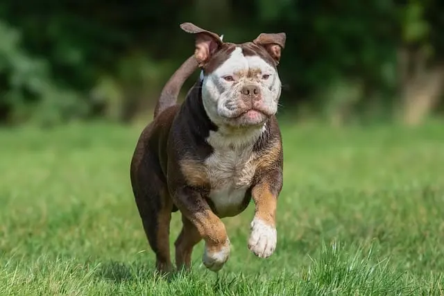 10 Essential Tips for a Happy and Healthy Pet Life
