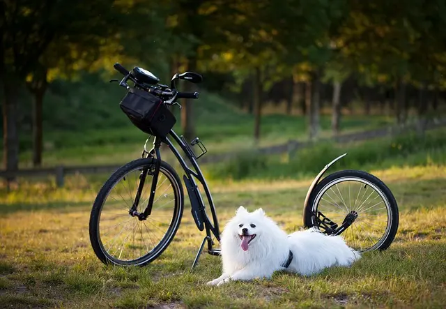 Top 10 Fun Outdoor Activities to Enjoy with Your Pets