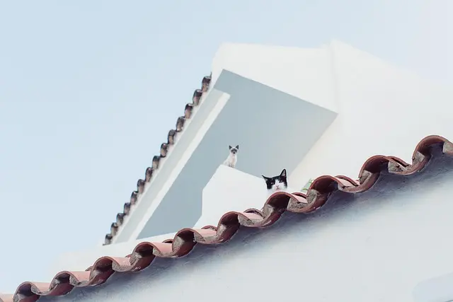 Top 10 Enrichment Activities for Your Pets at Home