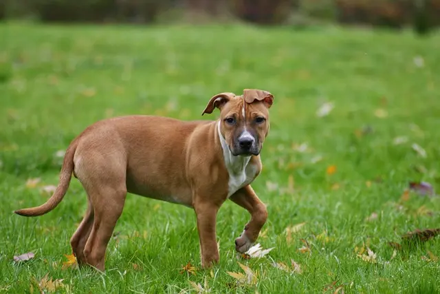 10 Must-Know Tips for Keeping Your Pets Healthy and Happy