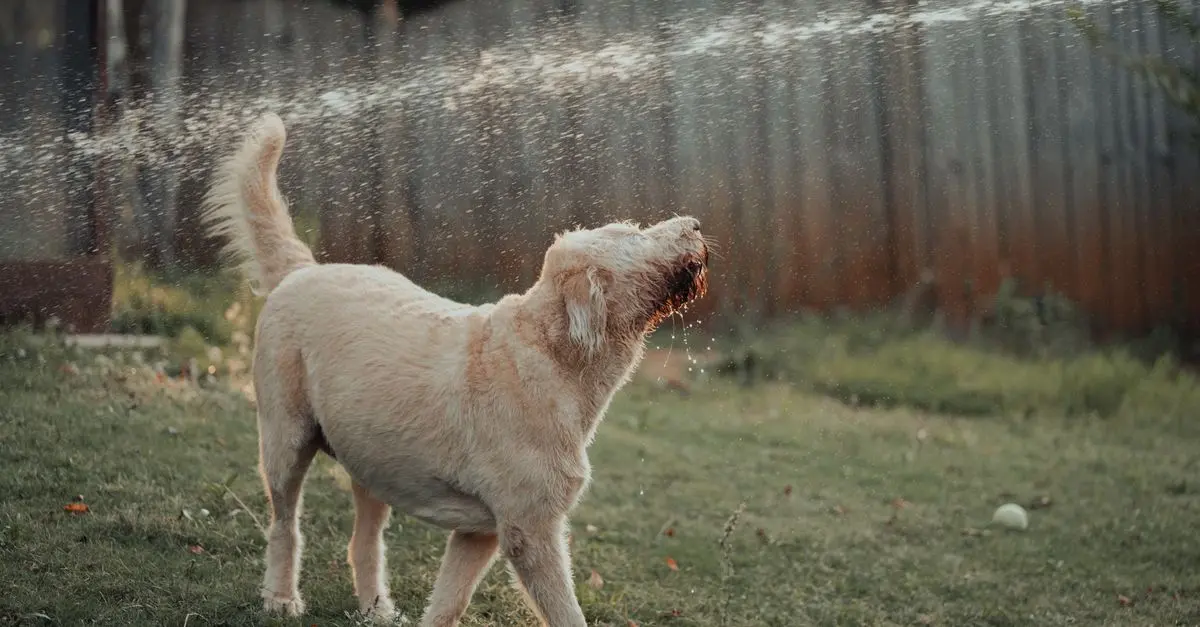 Understanding Your Pet's Behavior: Key Insights and Solutions