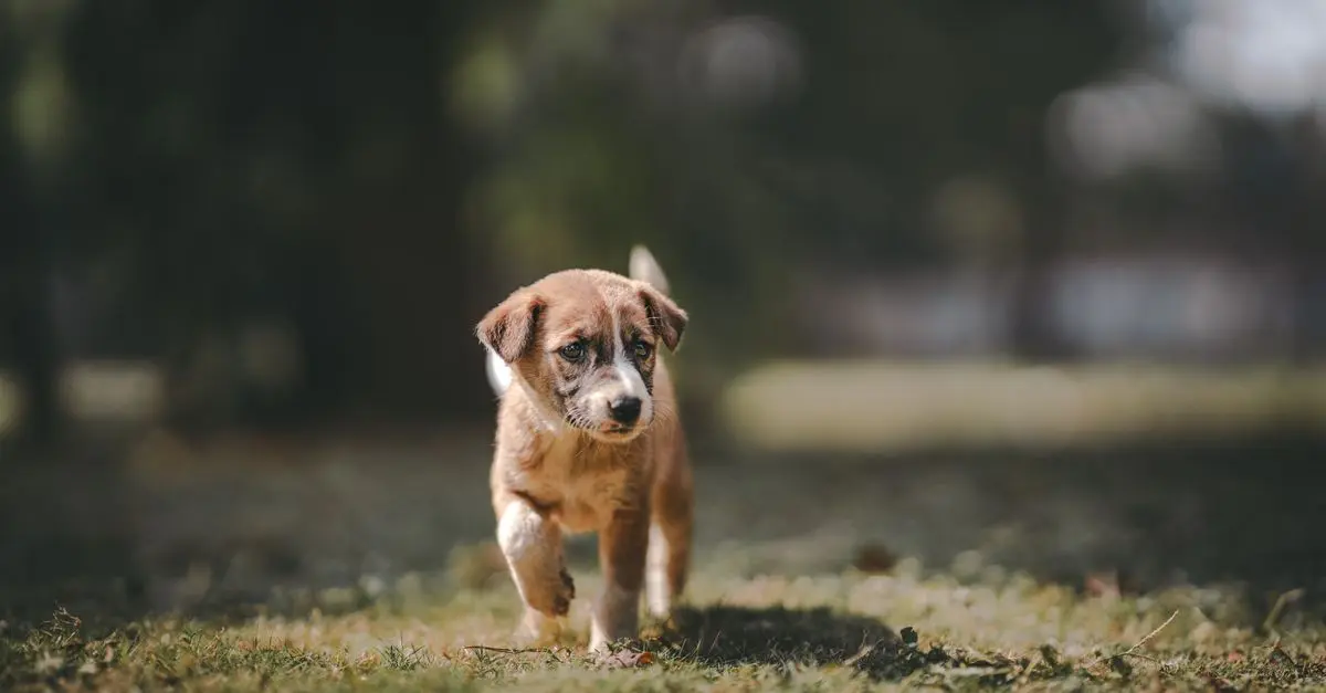 How to Prevent Separation Anxiety in Pets