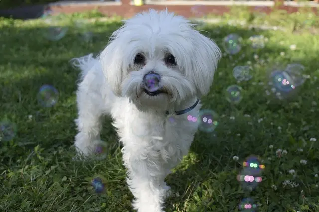 10 Essential Tips for Managing a Multi-Pet Household