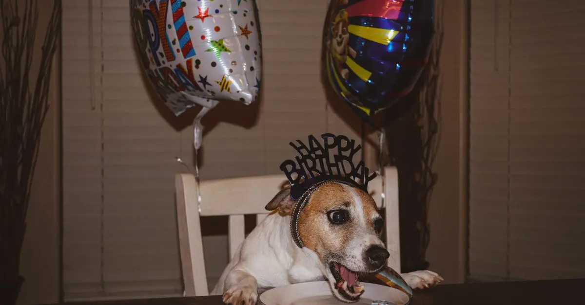 10 Creative Ways to Celebrate Your Pet's Special Day